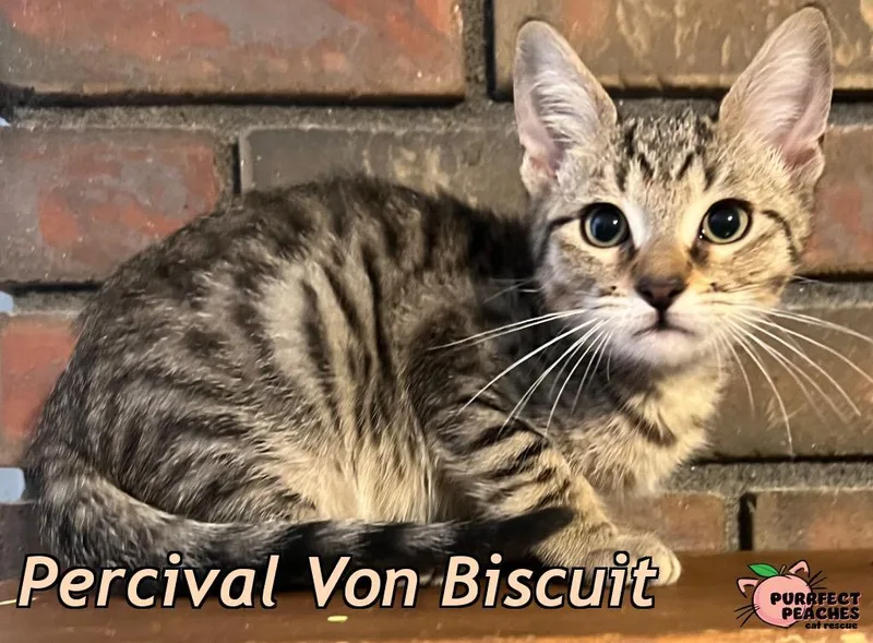 Percival Von Biscuit thumbnail 2
