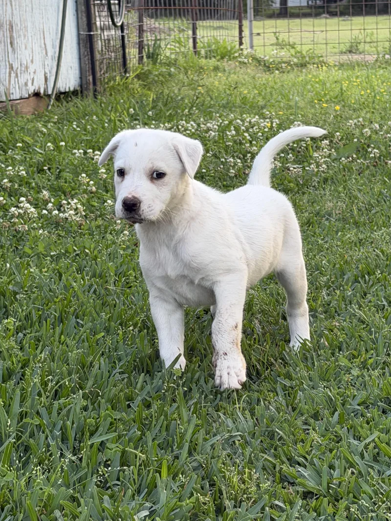 A baby medium-sized female White / Cream Labrador Retriever dog named Callaway for adoption in League City, TX