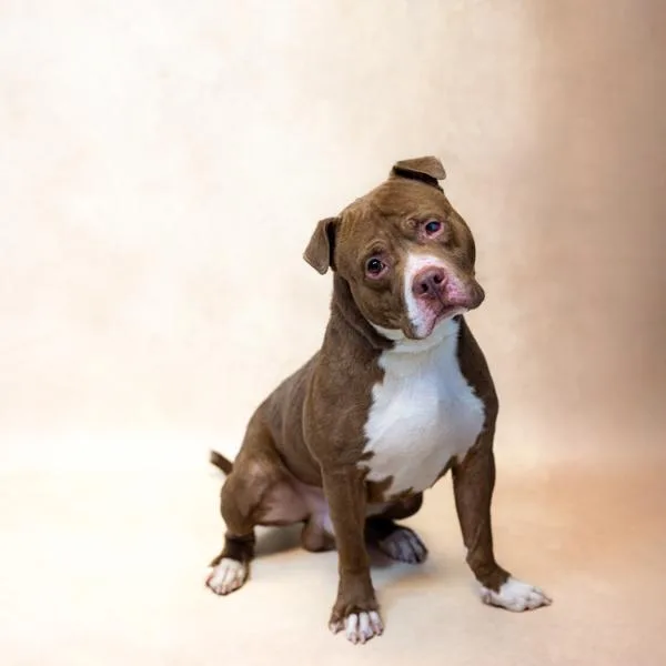 An adult large-sized male Pit Bull Terrier dog named Pen c Gilligan for adoption in Lawrenceville, GA