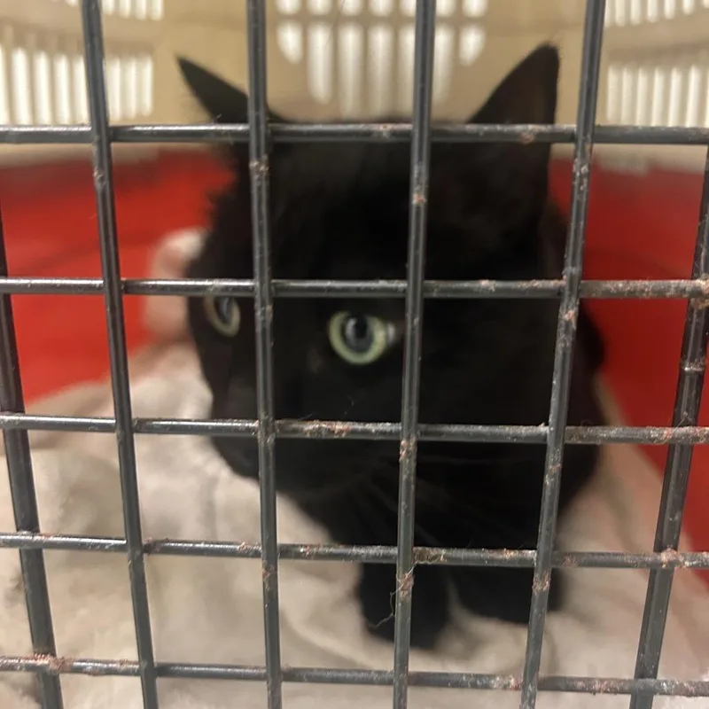 An adult large-sized male Black Domestic Short Hair cat named Kenny for adoption in Philadelphia, PA