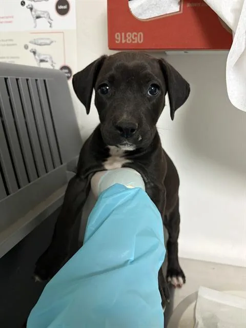 A baby medium-sized female Black Pit Bull Terrier dog named Birdie Longtime Resident for adoption in Thousand Oaks, CA
