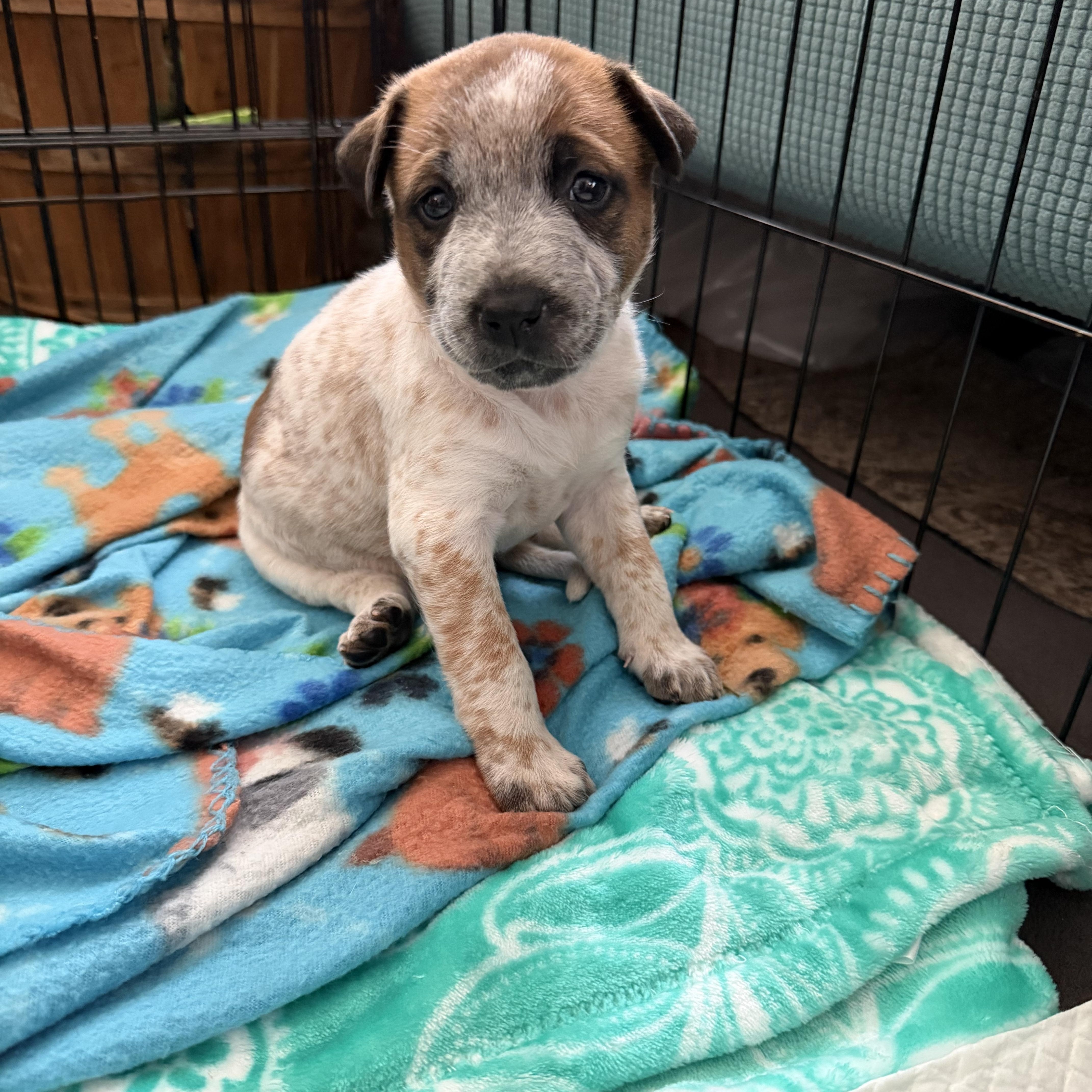 A baby medium-sized female Apricot / Beige Beagle dog named Tessa for adoption in Hamilton , NJ