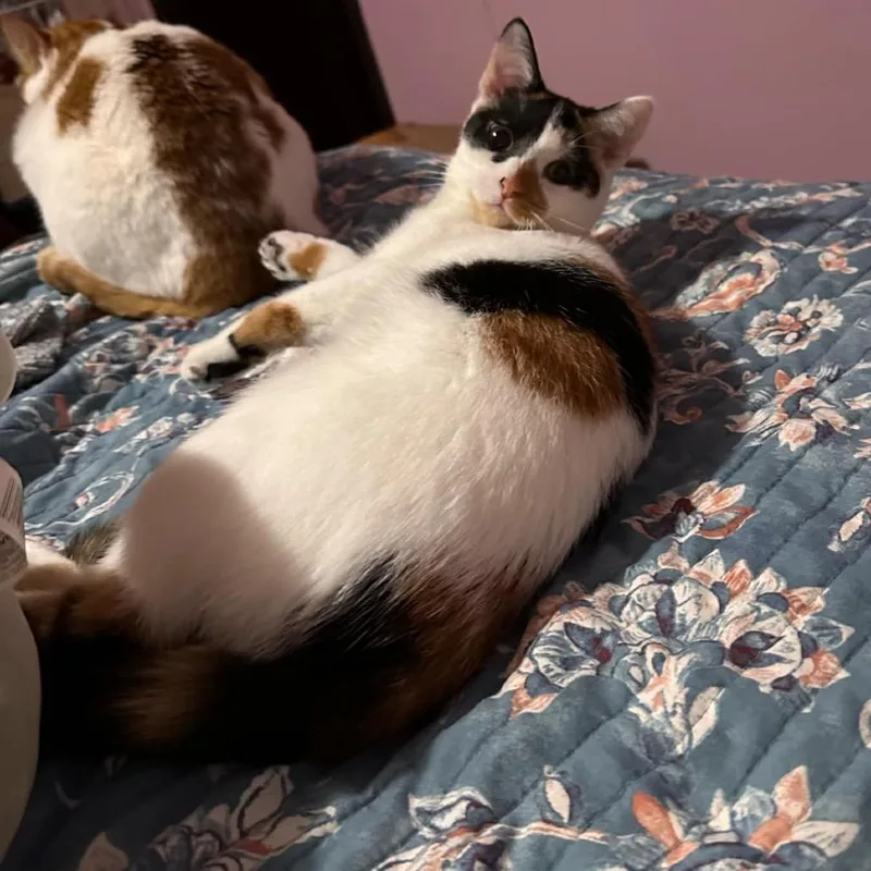 An adult small-sized female Calico Domestic Short Hair cat named Cassia Wheels for adoption in Eaton Rapids, MI