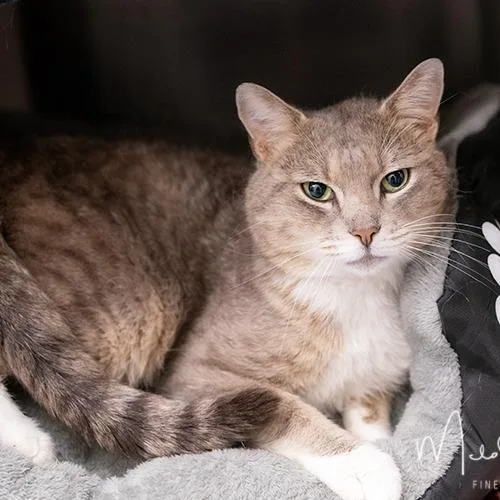 An adult medium-sized male Gray / Blue / Silver Domestic Short Hair cat named Alex for adoption in Brockton, MA