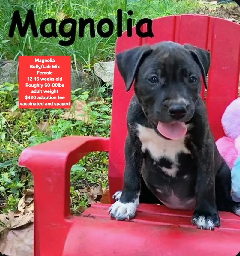A baby large-sized female American Bully dog named Magnolia for adoption in Oviedo, FL