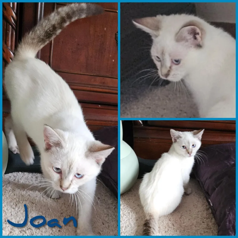 A baby small-sized female Domestic Short Hair cat named Joan for adoption in Newberg, OR