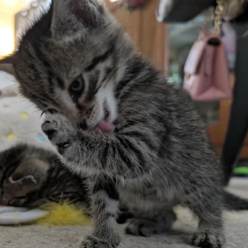 A baby medium-sized male Tabby (Brown / Chocolate) Domestic Short Hair cat named Berries for adoption in Toledo, OH