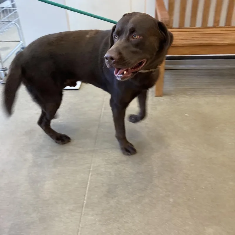 An adult large-sized male Brown / Chocolate Labrador Retriever dog named YORKStray for adoption in York, PA