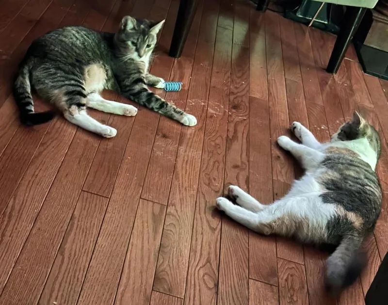 A young medium-sized female Domestic Short Hair cat named Blossom And Hyacinth for adoption in Attleboro, MA