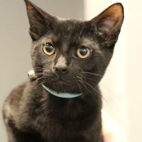 A young small-sized male Black Domestic Short Hair cat named 26-01234 for adoption in Fredericksburg, VA