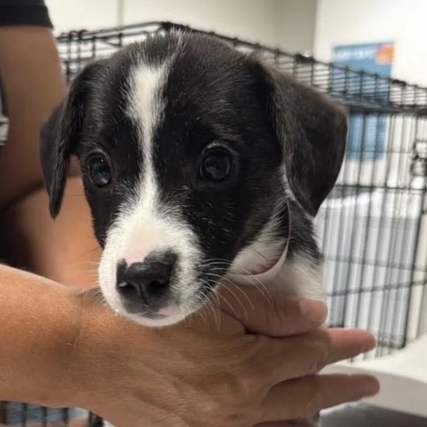 A baby small-sized female Black Mixed Breed dog named Busy Signal for adoption in Fredericksburg, VA