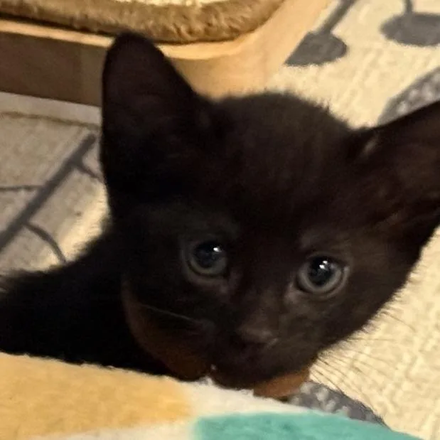 A baby small-sized male Black Domestic Short Hair cat named Four Cheese for adoption in Deerfield, IL
