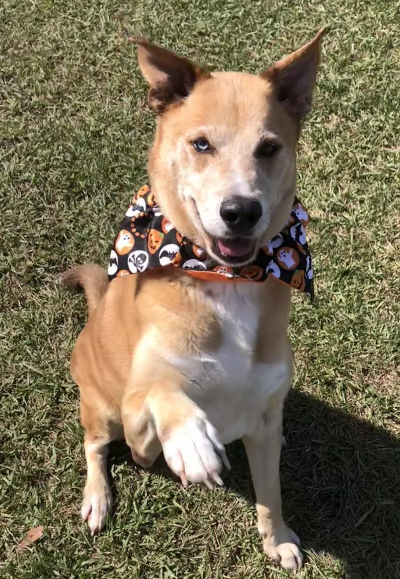An adult large-sized male Husky dog named Doug for adoption in Magnolia Springs, AL