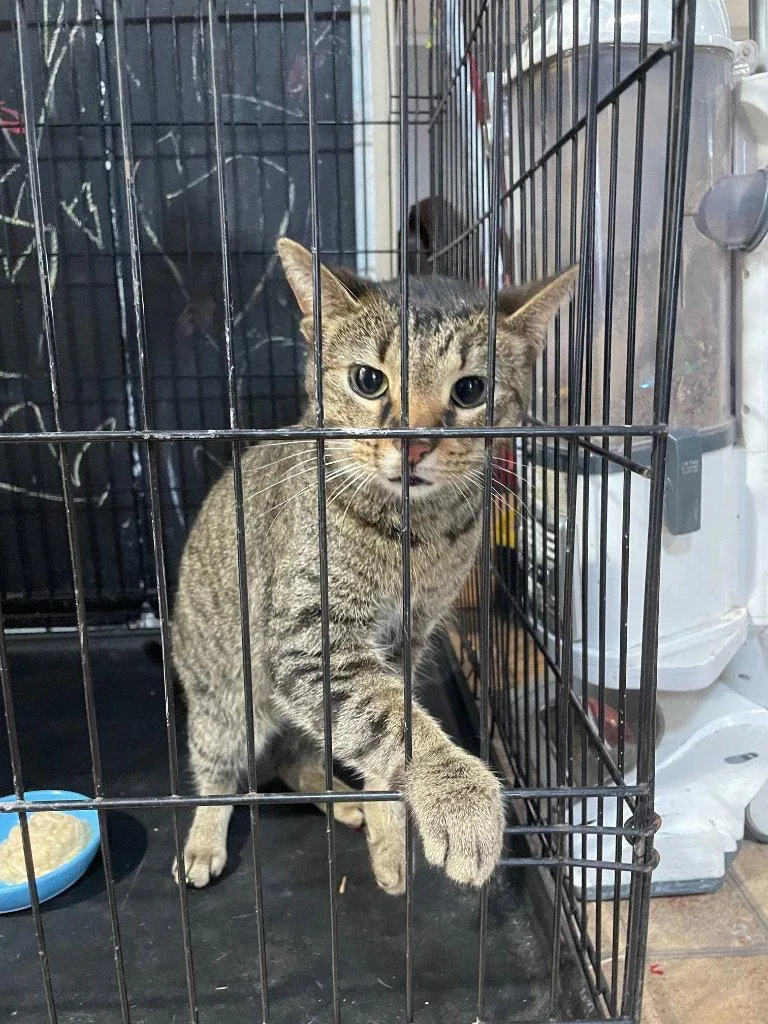 An adult medium-sized male Domestic Short Hair cat named Hot Rod for adoption in Cromwell, KY