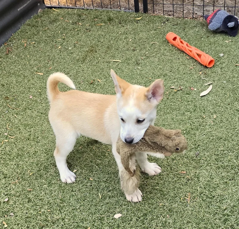 A baby medium-sized female Labrador Retriever dog named Amber for adoption in Apache Junction, AZ