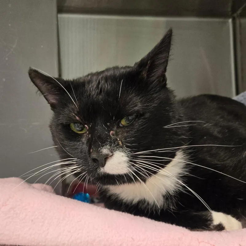 An adult large-sized male Black Domestic Short Hair cat named Georgie Porgie for adoption in Waukesha, WI