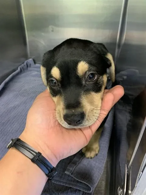 A baby small-sized female American Staffordshire Terrier dog named Sporty Spice for adoption in Grand Prairie, TX