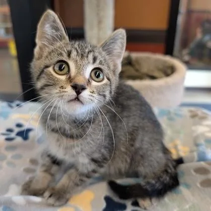 A baby small-sized male Tabby (Brown / Chocolate) Domestic Short Hair cat named Brett for adoption in Rochester, MN