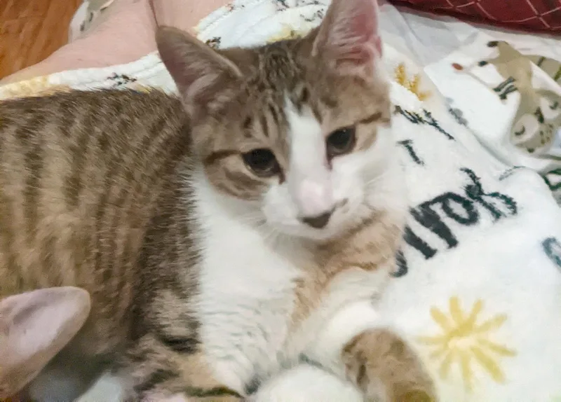 Joey C & Monica thumbnail 2