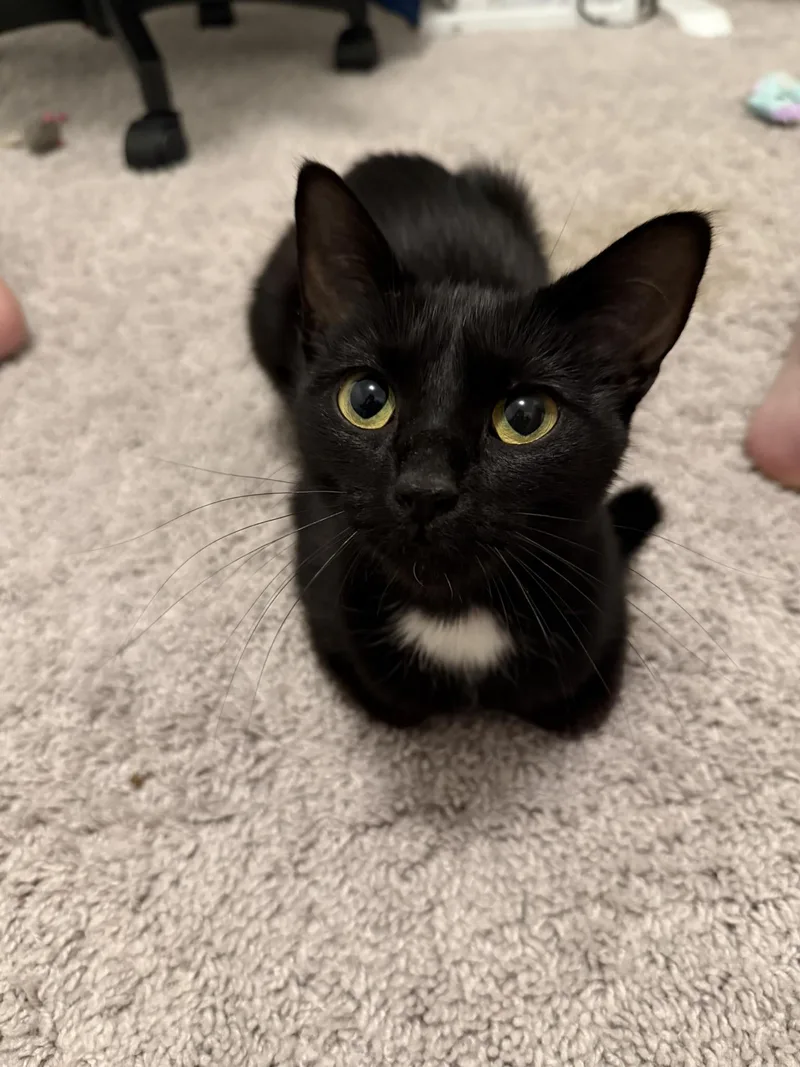 A baby small-sized female Black & White / Tuxedo Domestic Short Hair cat named Marceline for adoption in Nashville, TN
