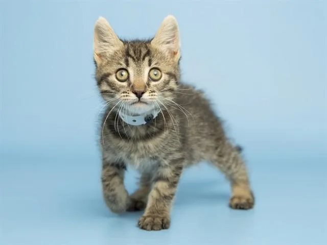 A baby small-sized male Domestic Short Hair cat named Soos for adoption in Phoenix, AZ