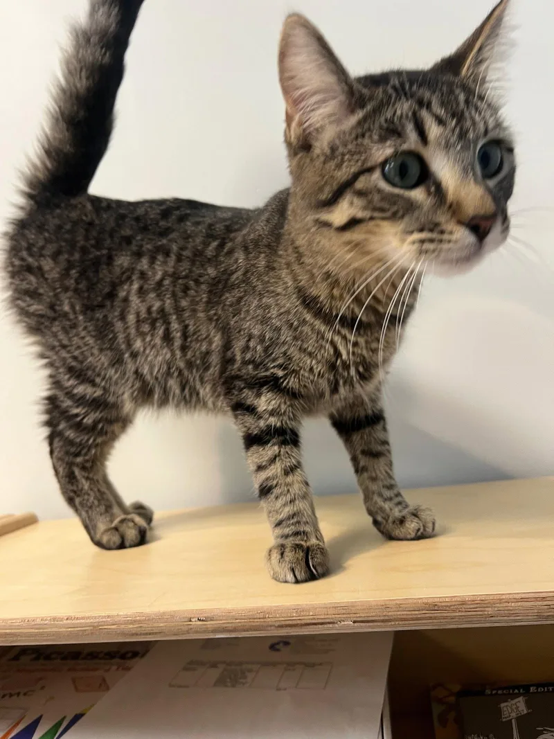 A baby small-sized male Domestic Short Hair cat named Daniel Craig for adoption in Mission Viejo, CA