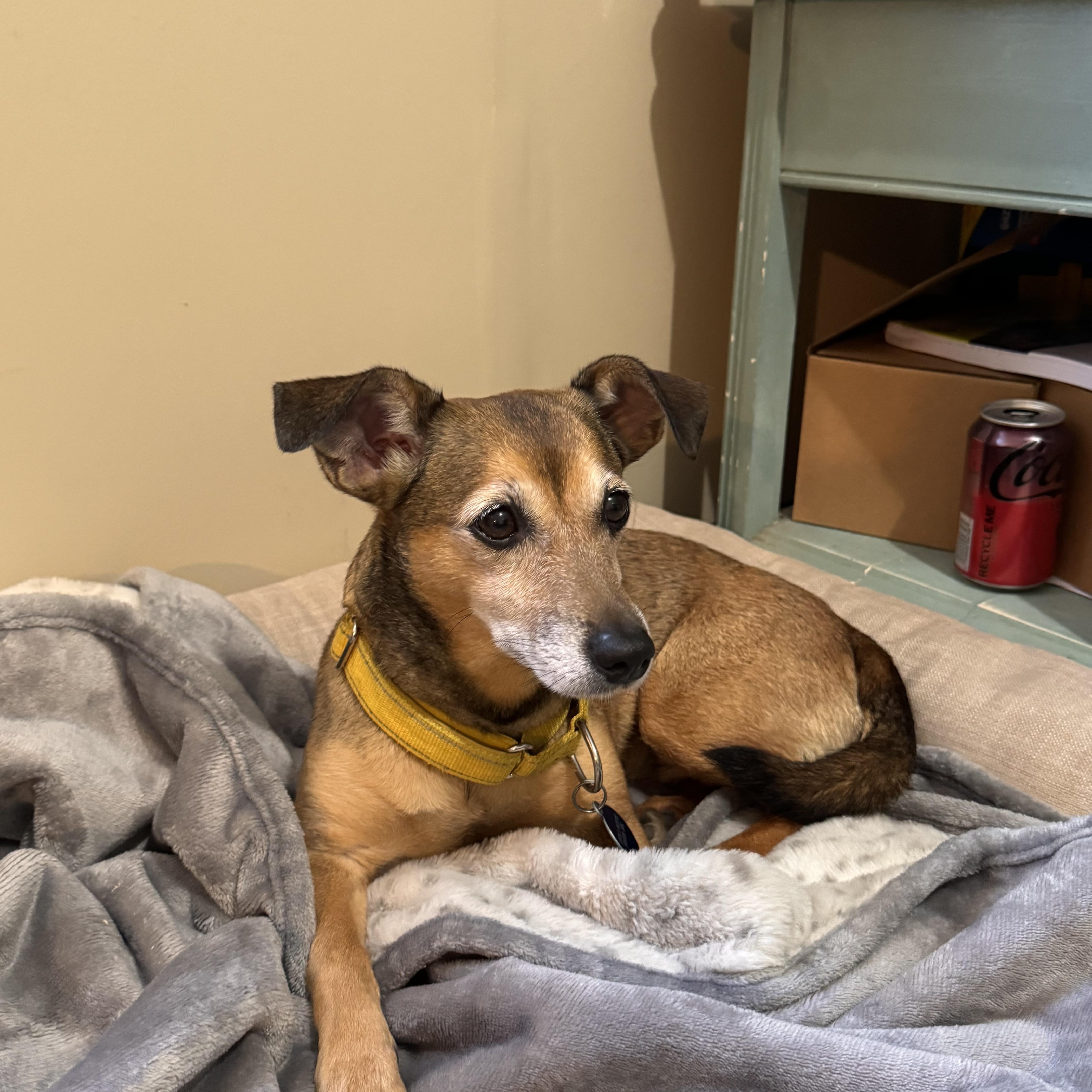 An adult small-sized female Golden Dachshund dog named Solie for adoption in Sequatchie, TN