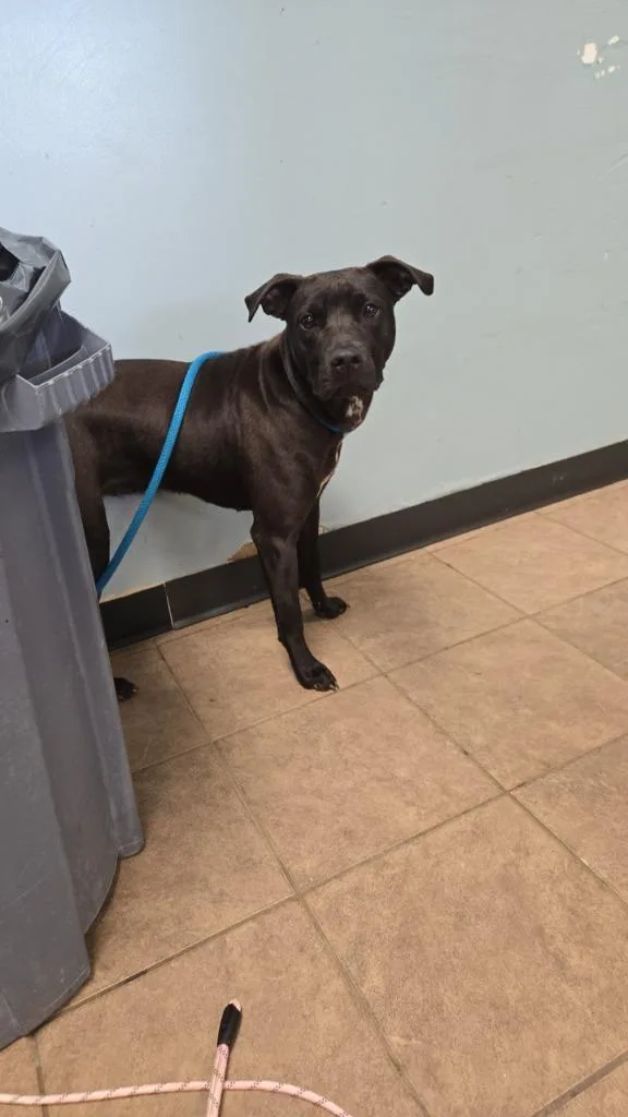 A young medium-sized female Pit Bull Terrier dog named Dolly for adoption in Marion, OH