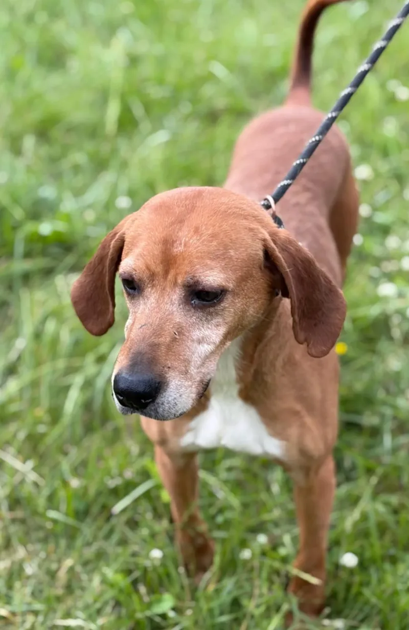 An adult medium-sized male Red / Chestnut / Orange Coonhound dog named Turner for adoption in Hazard, KY