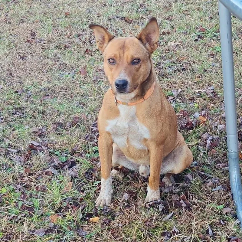 An adult small-sized male Red / Chestnut / Orange Mixed Breed dog named Copper for adoption in Lynchburg, VA