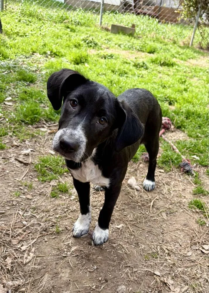 Mittens Johnson thumbnail 3