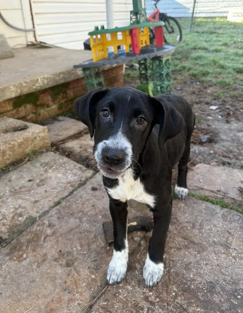 Mittens Johnson thumbnail 5