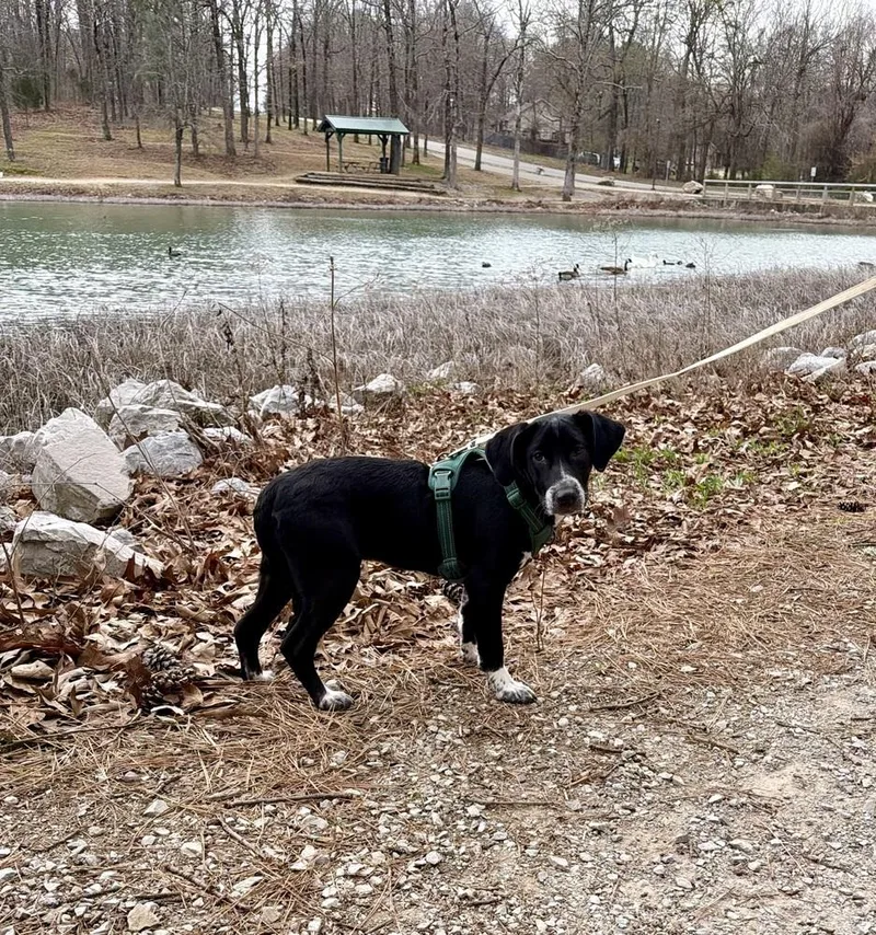 Mittens Johnson thumbnail 6