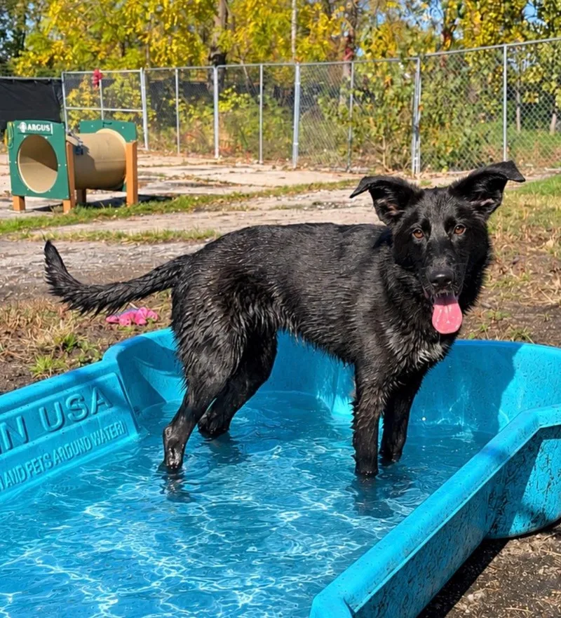 A young medium-sized female German Shepherd Dog named Penelope for adoption in Detroit, MI