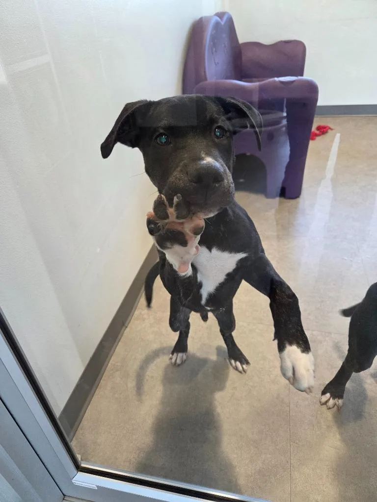 A baby medium-sized male Mixed Breed dog named Frankie for adoption in Bossier City, LA