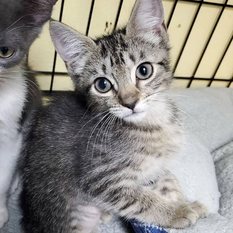 A baby small-sized female Brown / Chocolate Domestic Short Hair cat named Caramel Machiatto for adoption in Melrose, FL