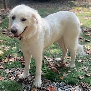 A young large-sized female Great Pyrenees dog named Lady Rocky for adoption in Atlanta, GA