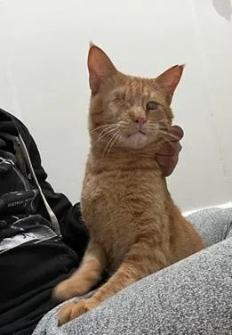 An adult medium-sized male Orange / Red Domestic Short Hair cat named Aslan for adoption in San Francisco, CA