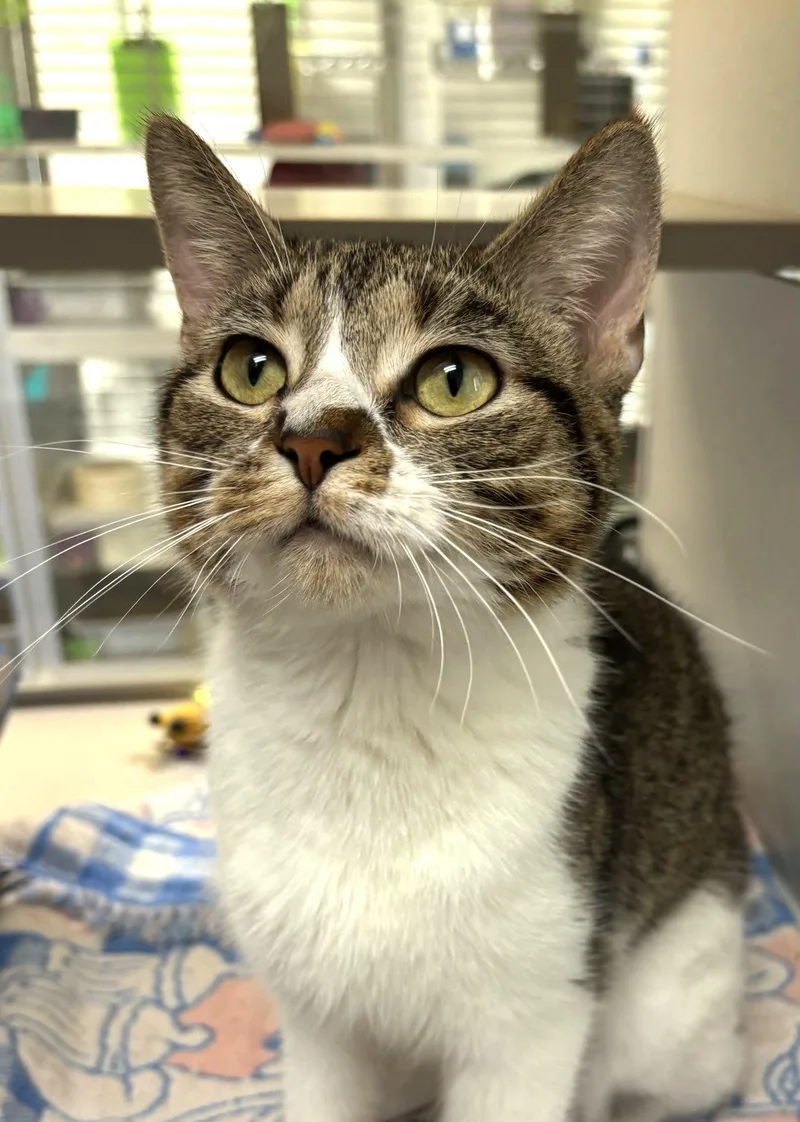 An adult medium-sized female Domestic Short Hair cat named Mug for adoption in Iowa City, IA
