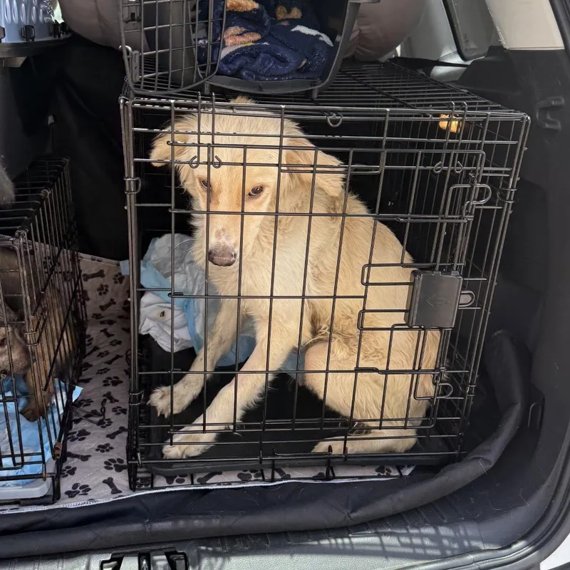 An adult small-sized male Yellow / Tan / Blond / Fawn Golden Retriever dog named Charly for adoption in Escondido, CA