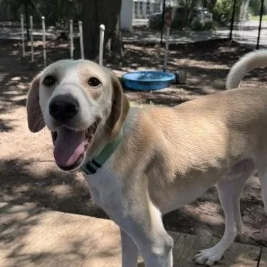 A young medium-sized male White / Cream Mixed Breed dog named Quartet for adoption in Charleston, SC