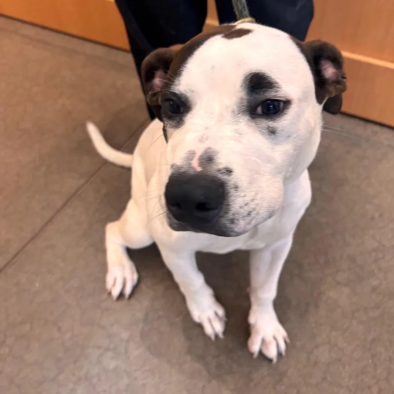 An adult medium-sized male White / Cream American Bulldog dog named YORKStray for adoption in York, PA