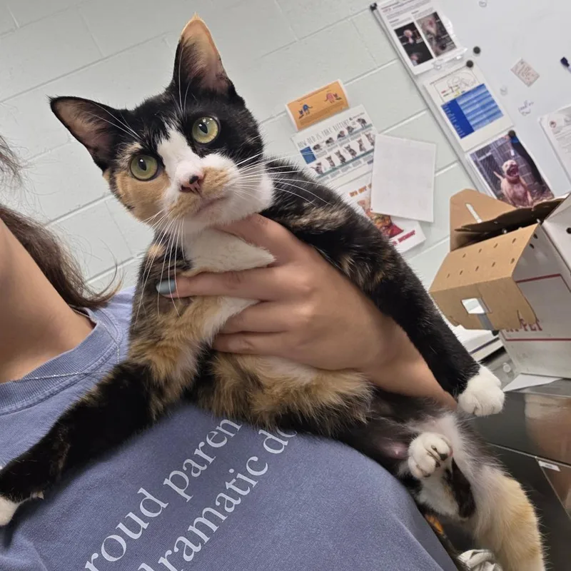 An adult small-sized female Calico Domestic Short Hair cat named Fancy for adoption in Chattanooga, TN