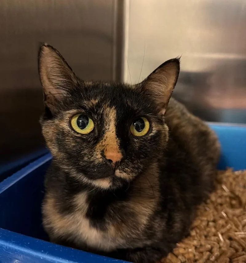 A young small-sized female Domestic Short Hair cat named Espeon for adoption in Ocala, FL