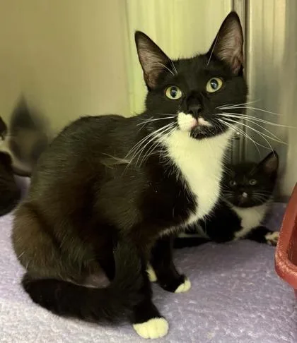 An adult small-sized female Domestic Medium Hair cat named Carol for adoption in Bowling Green, KY