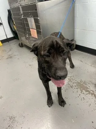 A young extra large-sized male Mastiff dog named Vesper for adoption in Sacramento, CA