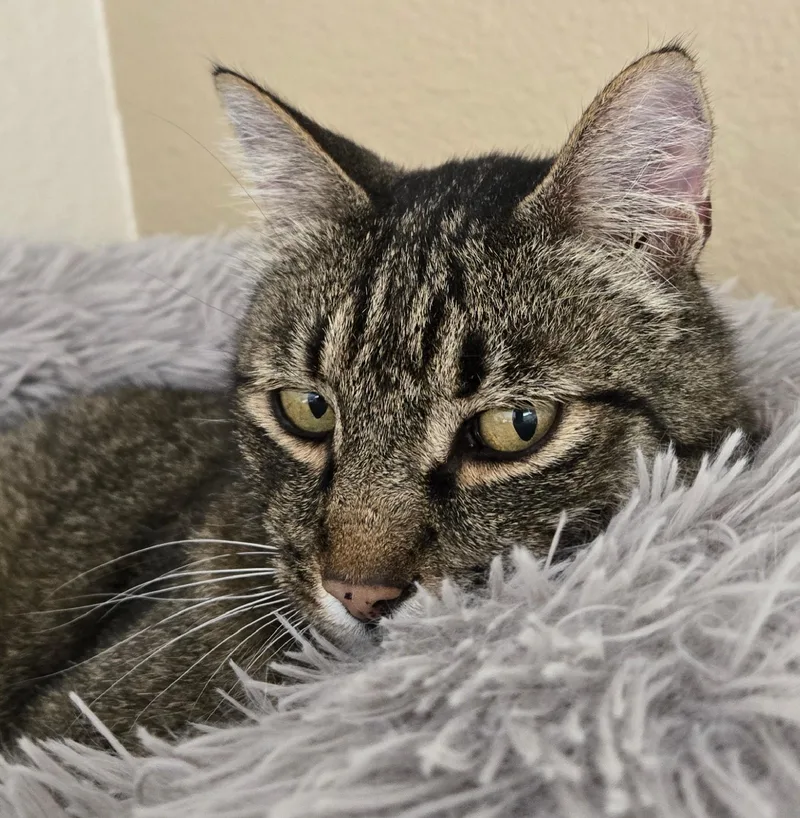 An adult large-sized male Tabby (Buff / Tan / Fawn) Domestic Short Hair cat named Oakley for adoption in Long Beach, WA
