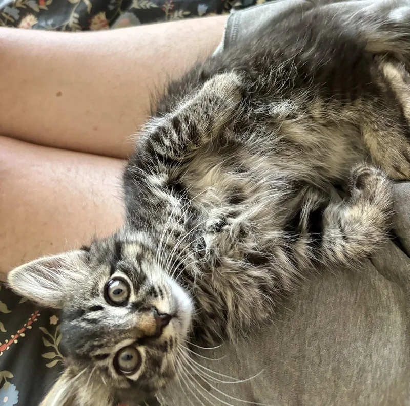 A baby medium-sized male Domestic Medium Hair cat named Major Mayhem SG for adoption in Napa, CA