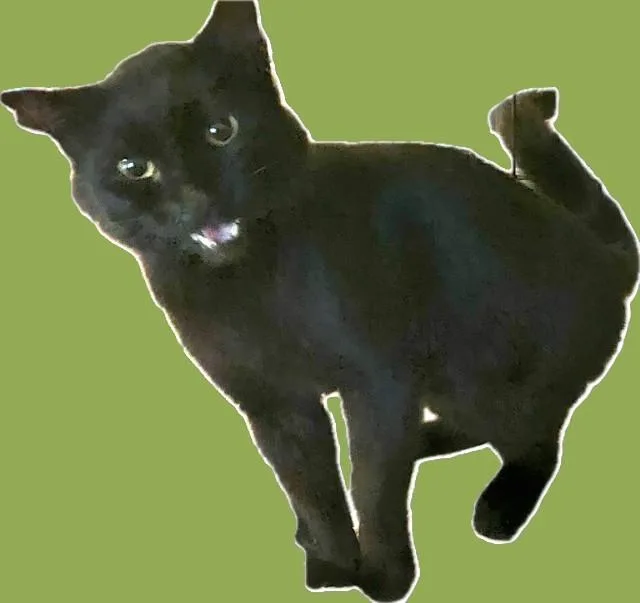 An adult medium-sized male Black Domestic Short Hair cat named Samson for adoption in Chattanooga, TN
