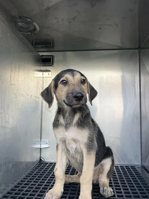 A baby medium-sized male Mixed Breed dog named Erin for adoption in Dallas, TX